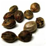 Семена марихуаны АК-47  (Seeds AK-47) в Новосибирске
